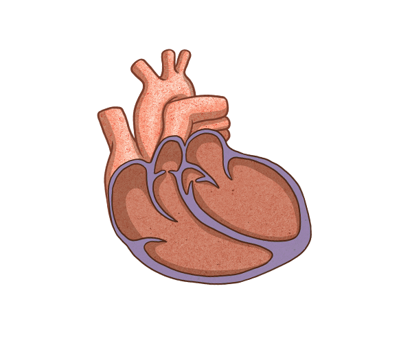 HFrEF heart
